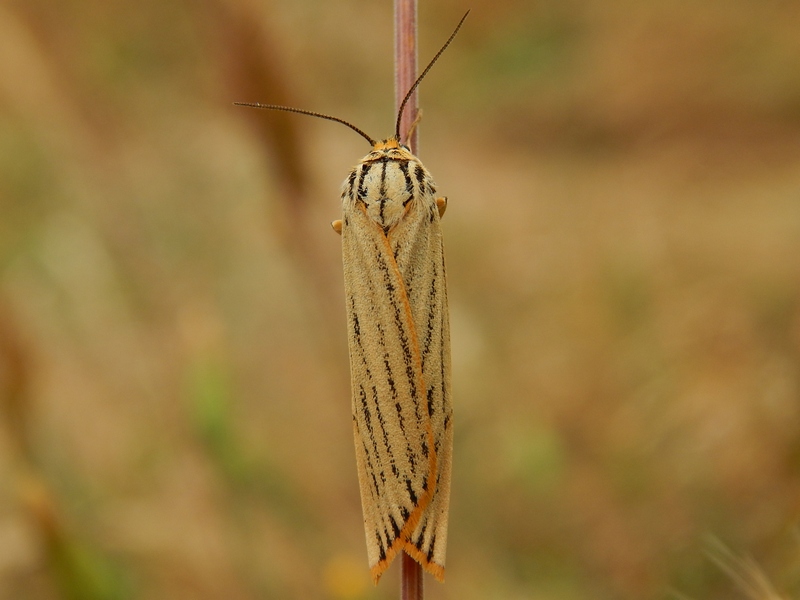 Crambidae (?) da ID